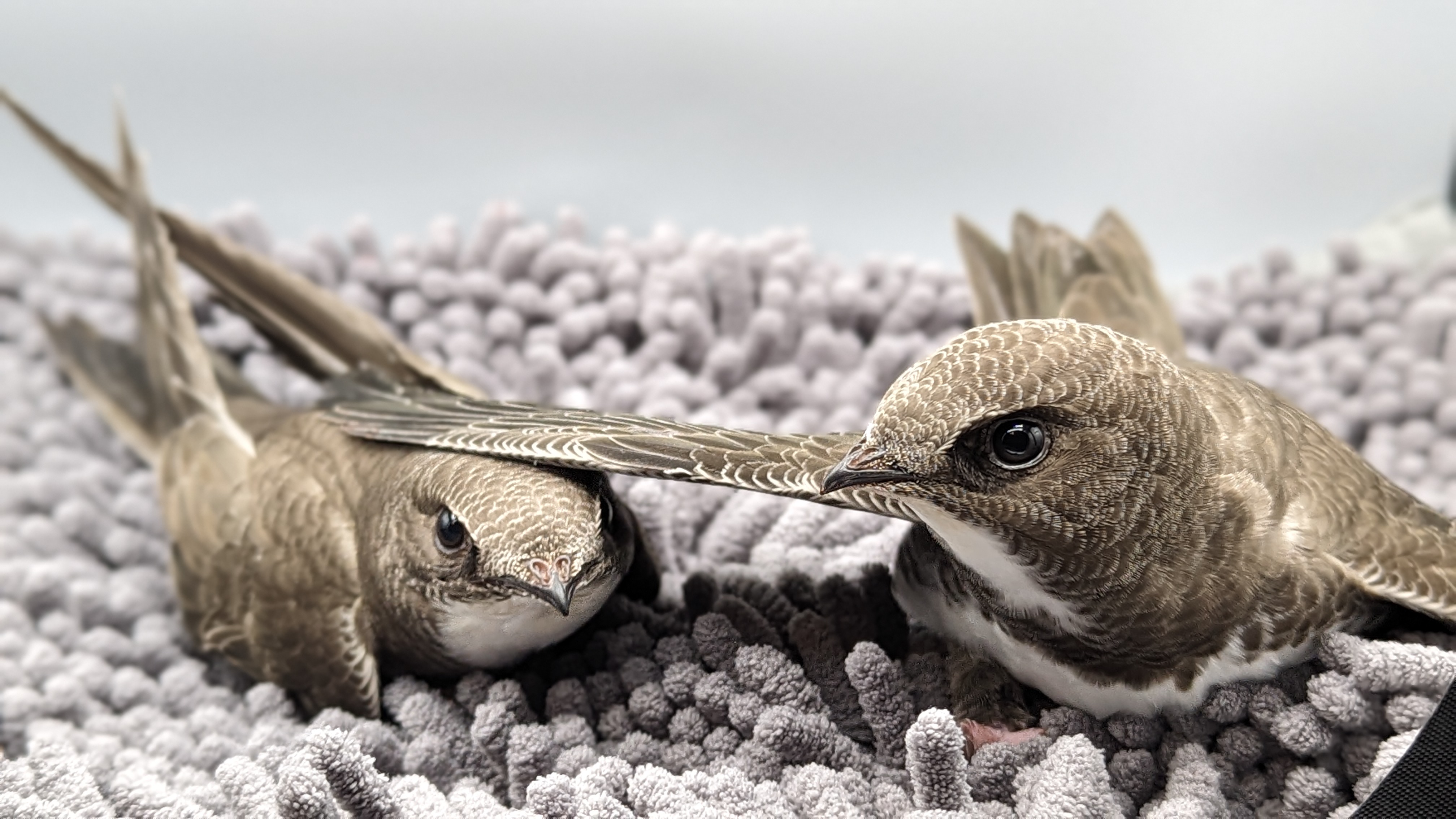 mauerseglerhilfe-apus.de