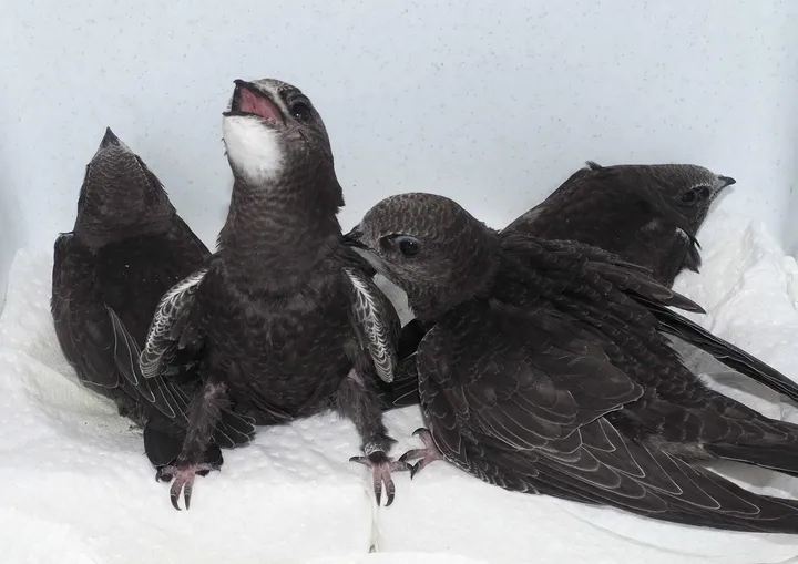 Juveniler Mauersegler